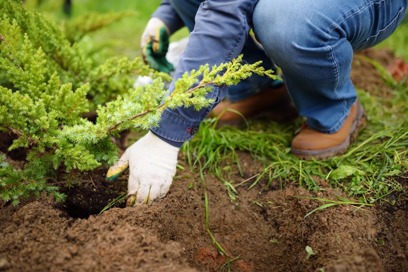 Magnolia Tree Planting in Ventura County, CA