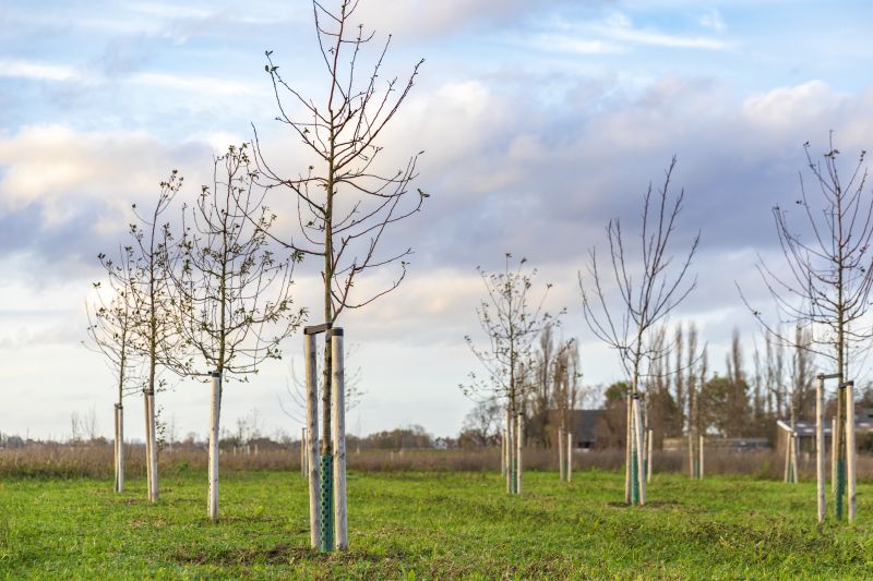Oak Tree Planting in Honolulu, HI