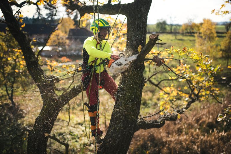 Shrub Care Service in Reno, NV